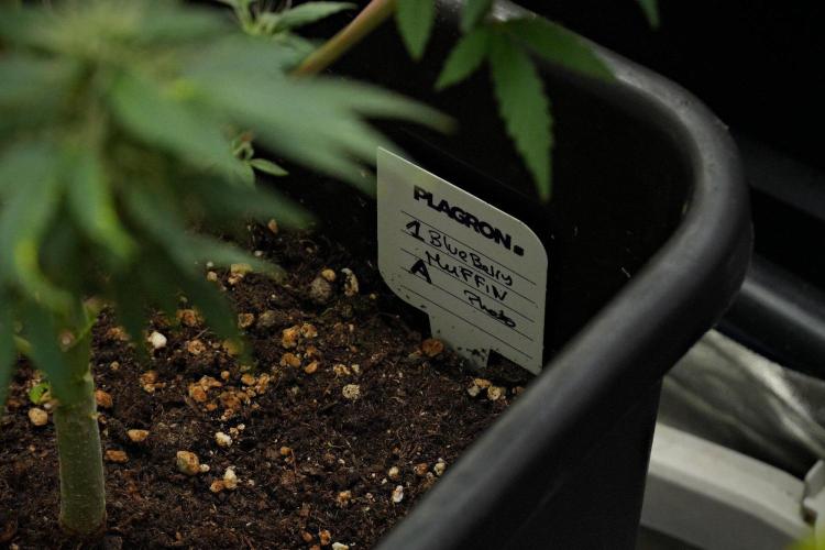 Blueberry  Muffin by Zamnesia Pheno A. Week 10 - Blueberry Muffin Pheno A