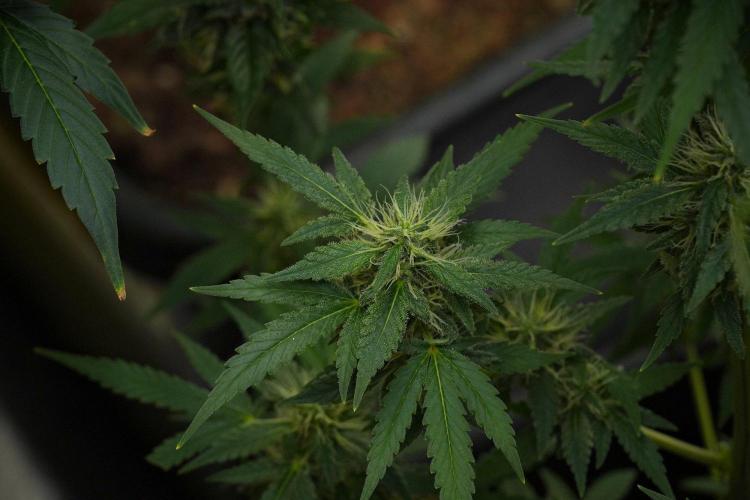 Blueberry  Muffin by Zamnesia Pheno A. Week 10 - Blueberry Muffin Pheno A