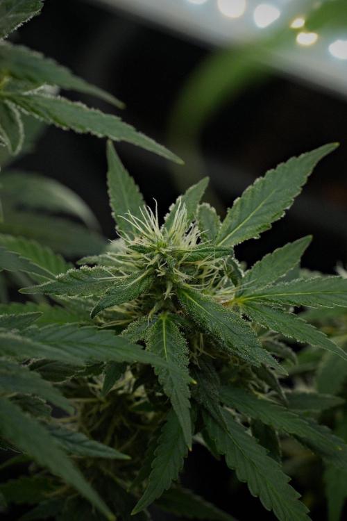 Blueberry  Muffin by Zamnesia Pheno A. Week 10 - Blueberry Muffin Pheno A