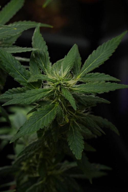 Blueberry  Muffin by Zamnesia Pheno A. Week 10 - Blueberry Muffin Pheno A