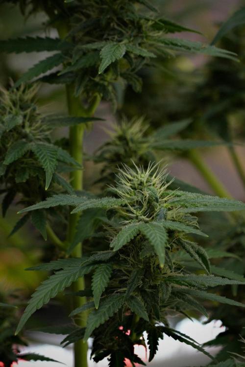 Blueberry  Muffin by Zamnesia Pheno A. Week 10 - Blueberry Muffin Pheno A