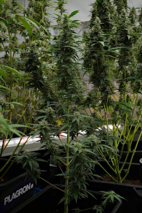 Blueberry  Muffin by Zamnesia Pheno A. Week 10 - Blueberry Muffin Pheno A