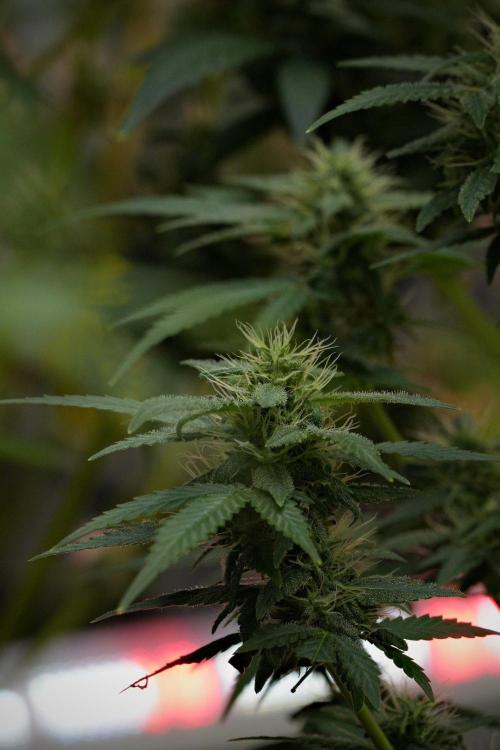 Blueberry  Muffin by Zamnesia Pheno A. Week 10 - Blueberry Muffin Pheno A