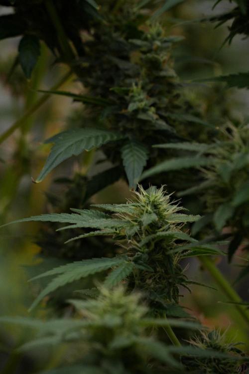 Blueberry  Muffin by Zamnesia Pheno A. Week 10 - Blueberry Muffin Pheno A