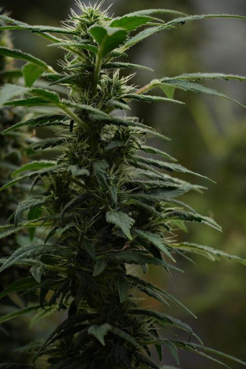 Blueberry  Muffin by Zamnesia Pheno A. Week 10 - Blueberry Muffin Pheno A