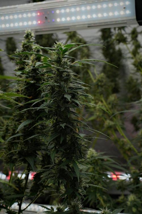 Blueberry  Muffin by Zamnesia Pheno A. Week 10 - Blueberry Muffin Pheno A