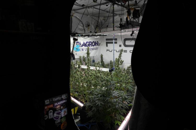 Blueberry  Muffin by Zamnesia Pheno A. Week 10 - Rom and Vibes 