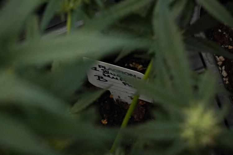 Pheno B Blueberry  Muffin by Zamnesia. Week 10 - Pheno B Blueberry Muffin 
