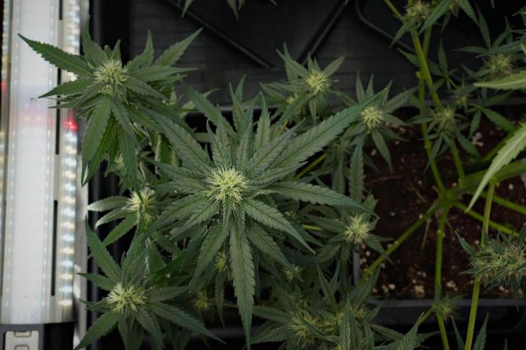 Pheno B Blueberry  Muffin by Zamnesia. Week 10 - Pheno B Blueberry Muffin 