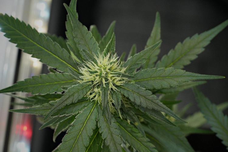Pheno B Blueberry  Muffin by Zamnesia. Week 10 - Pheno B Blueberry Muffin 