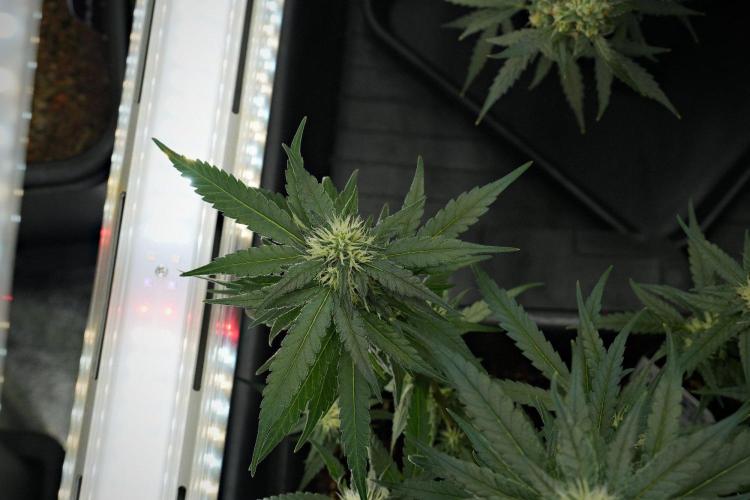 Pheno B Blueberry  Muffin by Zamnesia. Week 10 - Pheno B Blueberry Muffin 