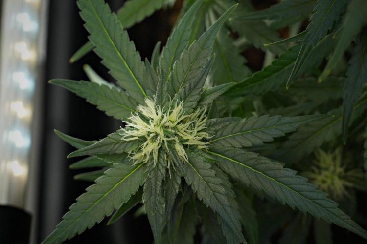 Pheno B Blueberry  Muffin by Zamnesia. Week 10 - Pheno B Blueberry Muffin 