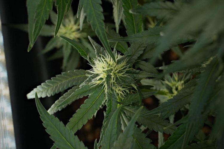 Pheno B Blueberry  Muffin by Zamnesia. Week 10 - Pheno B Blueberry Muffin 