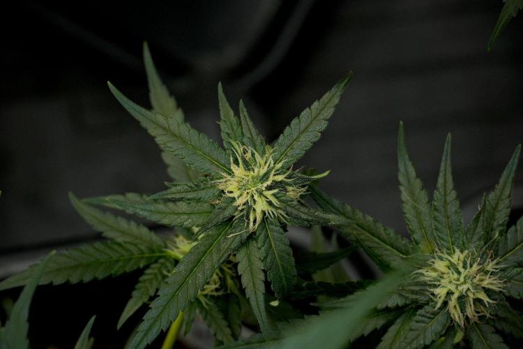 Pheno B Blueberry  Muffin by Zamnesia. Week 10 - Pheno B Blueberry Muffin 