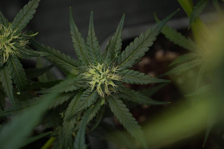 Pheno B Blueberry  Muffin by Zamnesia. Week 10 - Pheno B Blueberry Muffin 