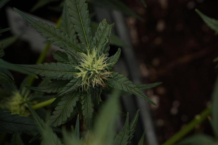 Pheno B Blueberry  Muffin by Zamnesia. Week 10 - Pheno B Blueberry Muffin 