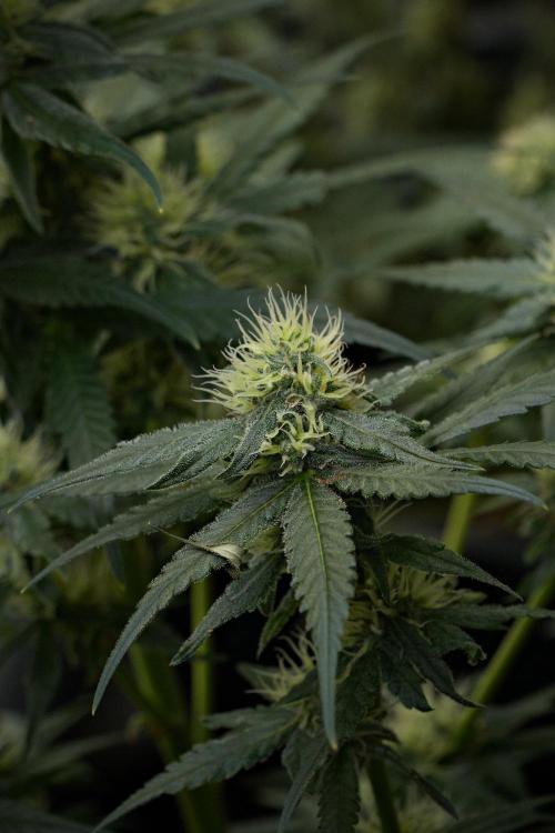 Pheno B Blueberry  Muffin by Zamnesia. Week 10 - Pheno B Blueberry Muffin 