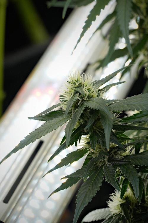 Pheno B Blueberry  Muffin by Zamnesia. Week 10 - Pheno B Blueberry Muffin 