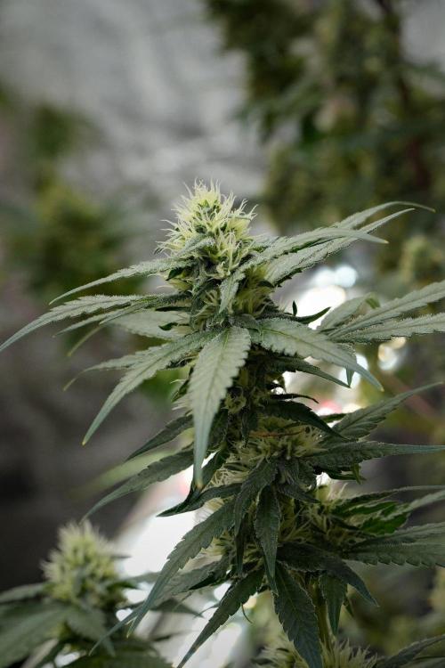 Pheno B Blueberry  Muffin by Zamnesia. Week 10 - Pheno B Blueberry Muffin 
