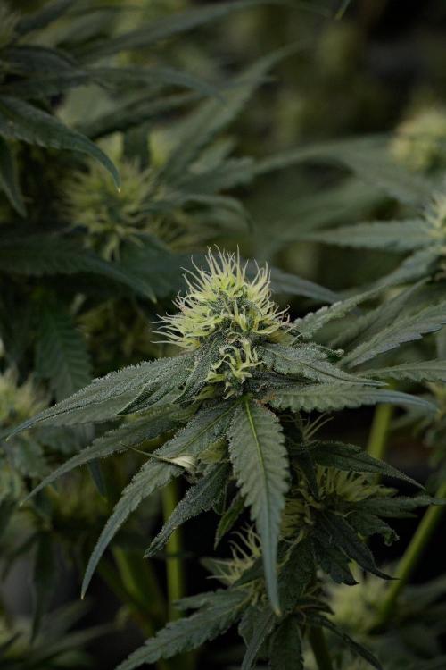 Pheno B Blueberry  Muffin by Zamnesia. Week 10 - Pheno B Blueberry Muffin 
