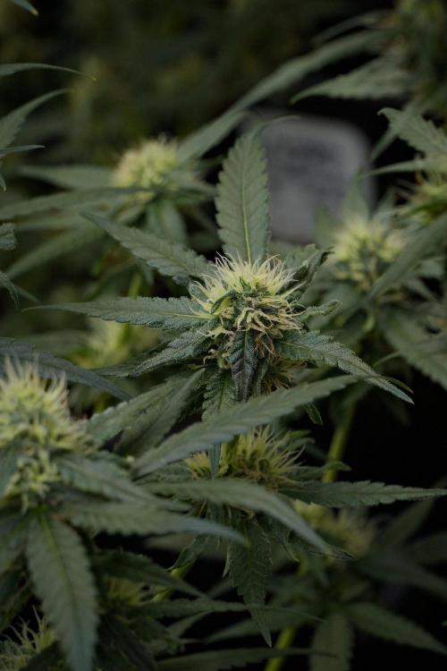 Pheno B Blueberry  Muffin by Zamnesia. Week 10 - Pheno B Blueberry Muffin 