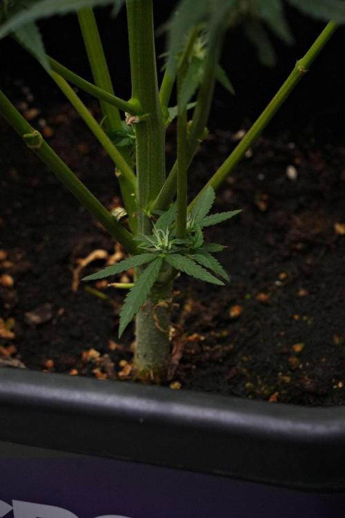 Pheno B Blueberry  Muffin by Zamnesia. Week 10 - Pheno B Blueberry Muffin 