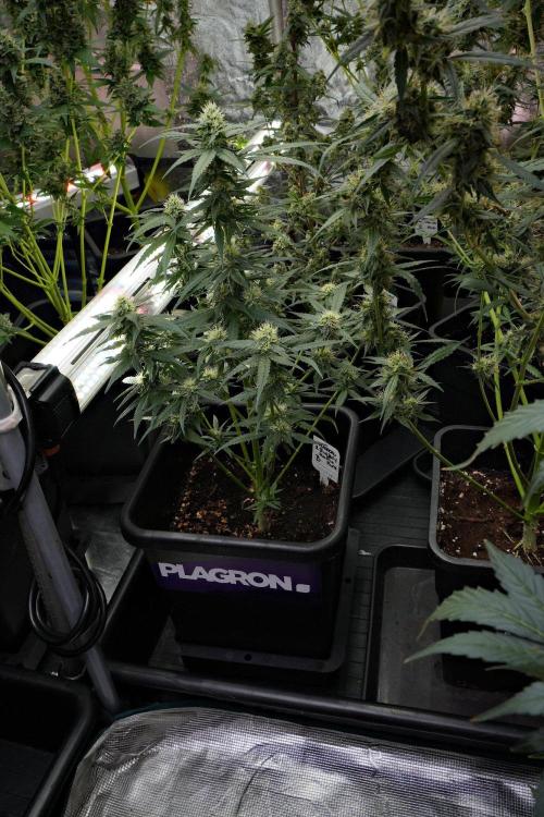Pheno B Blueberry  Muffin by Zamnesia. Week 10 - Pheno B Blueberry Muffin 