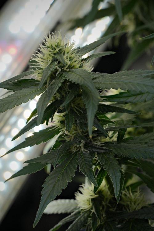 Pheno B Blueberry  Muffin by Zamnesia. Week 10 - Pheno B Blueberry Muffin 