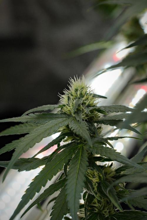Pheno B Blueberry  Muffin by Zamnesia. Week 10 - Pheno B Blueberry Muffin 