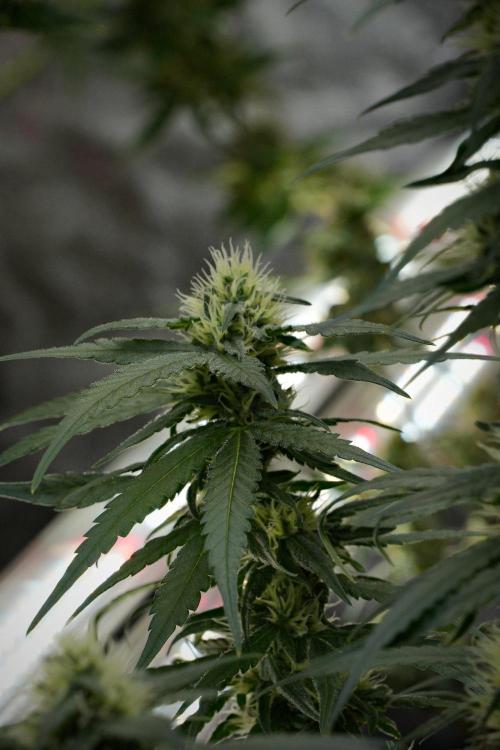 Pheno B Blueberry  Muffin by Zamnesia. Week 10 - Pheno B Blueberry Muffin 