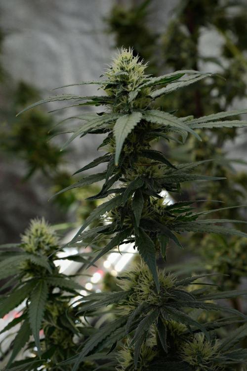 Pheno B Blueberry  Muffin by Zamnesia. Week 10 - Pheno B Blueberry Muffin 