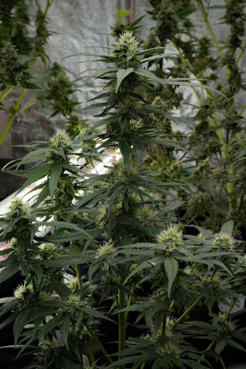 Pheno B Blueberry  Muffin by Zamnesia. Week 10 - Pheno B Blueberry Muffin 