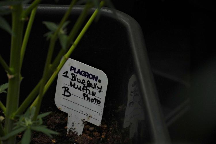 Pheno B Blueberry  Muffin by Zamnesia. Week 10 - Pheno B Blueberry Muffin 