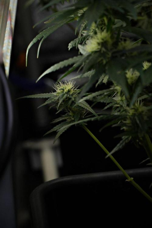 Pheno B Blueberry  Muffin by Zamnesia. Week 10 - Pheno B Blueberry Muffin 