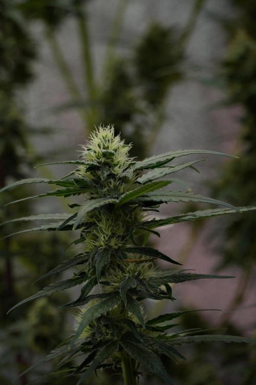 Pheno B Blueberry  Muffin by Zamnesia. Week 10 - Pheno B Blueberry Muffin 