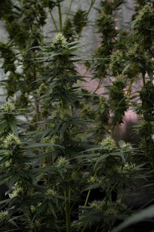 Pheno B Blueberry  Muffin by Zamnesia. Week 10 - Pheno B Blueberry Muffin 