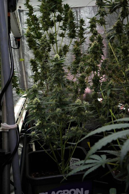 Pheno B Blueberry  Muffin by Zamnesia. Week 10 - Pheno B Blueberry Muffin 