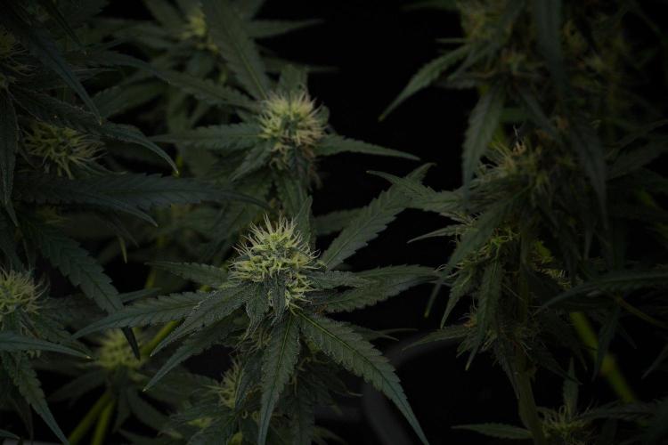 Pheno B Blueberry  Muffin by Zamnesia. Week 10 - Pheno B Blueberry Muffin 