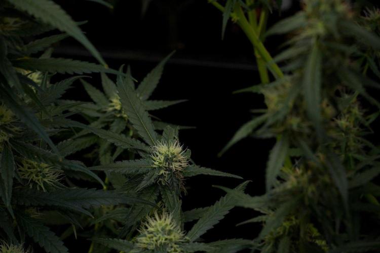 Pheno B Blueberry  Muffin by Zamnesia. Week 10 - Pheno B Blueberry Muffin 