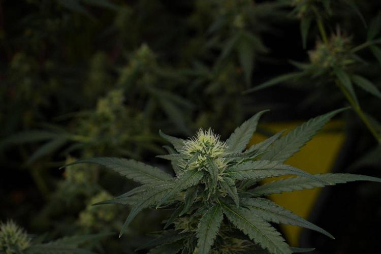 Pheno B Blueberry  Muffin by Zamnesia. Week 10 - Pheno B Blueberry Muffin 
