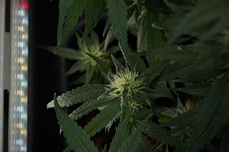 Pheno B Blueberry  Muffin by Zamnesia. Week 10 - Pheno B Blueberry Muffin 
