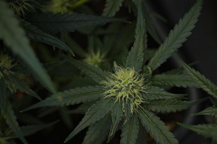 Pheno B Blueberry  Muffin by Zamnesia. Week 10 - Pheno B Blueberry Muffin 