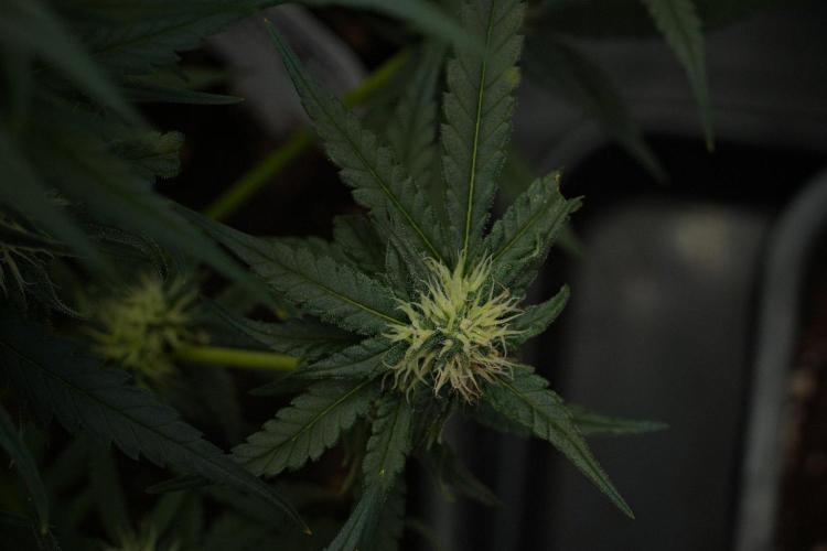 Pheno B Blueberry  Muffin by Zamnesia. Week 10 - Pheno B Blueberry Muffin 