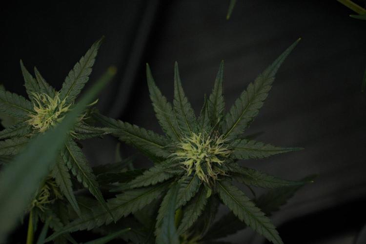 Pheno B Blueberry  Muffin by Zamnesia. Week 10 - Pheno B Blueberry Muffin 
