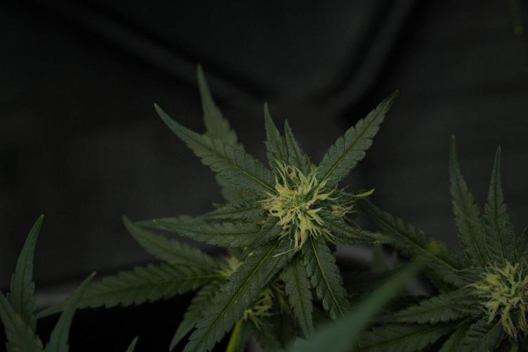 Pheno B Blueberry  Muffin by Zamnesia. Week 10 - Pheno B Blueberry Muffin 