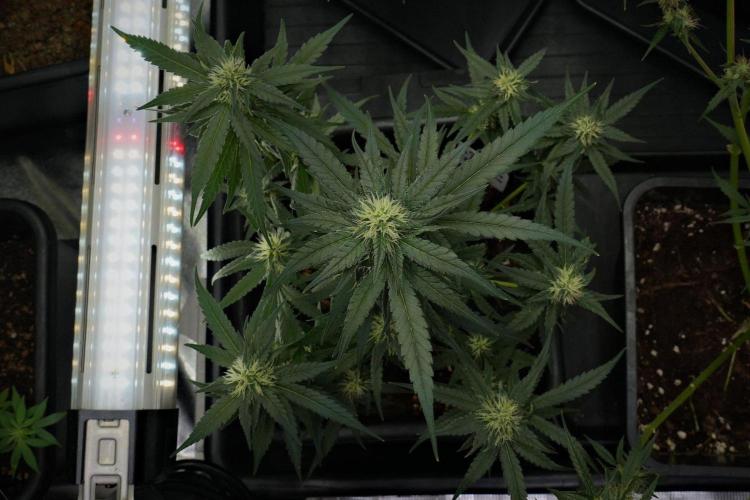Pheno B Blueberry  Muffin by Zamnesia. Week 10 - Pheno B Blueberry Muffin 