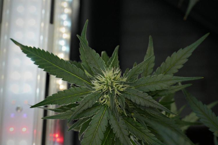 Pheno B Blueberry  Muffin by Zamnesia. Week 10 - Pheno B Blueberry Muffin 