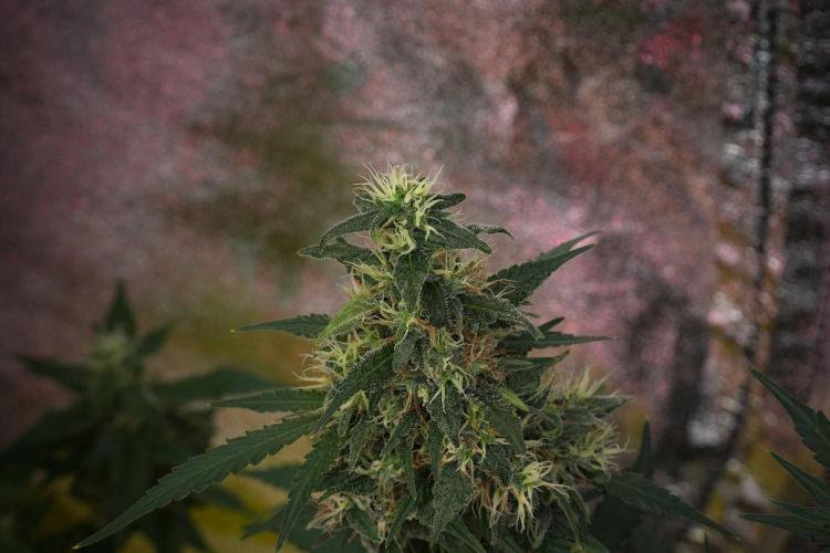 Cash Express By Zamnesia Pheno A. Week 10 - Cash Express Pheno A