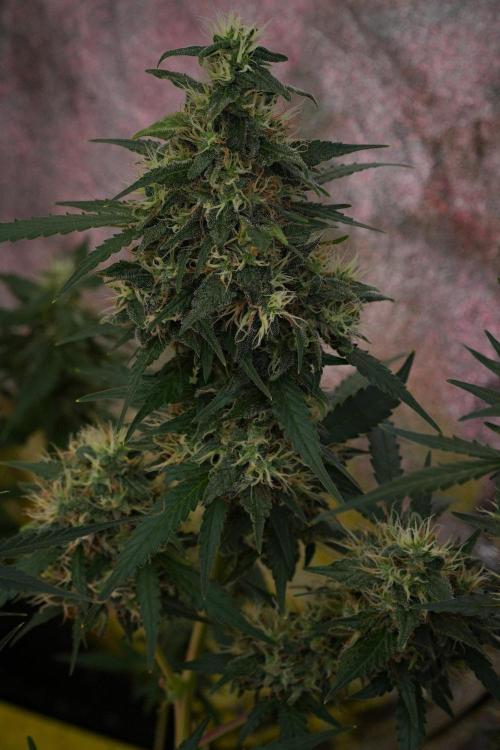 Cash Express By Zamnesia Pheno A. Week 10 - Cash Express Pheno A