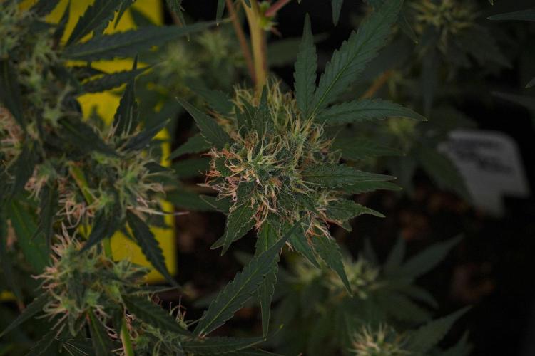 Cash Express By Zamnesia Pheno A. Week 10 - Cash Express Pheno A